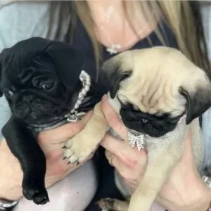 Potty Trained Pug Puppies.