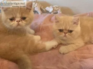 2 beautiful exotic shorthairs
