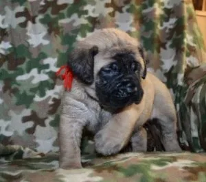 AKC registered Mastiff puppies