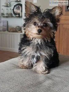 Healthy Yorkshire Terreier Puppies