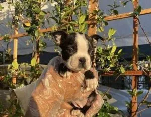 Boston Terrier Puppies