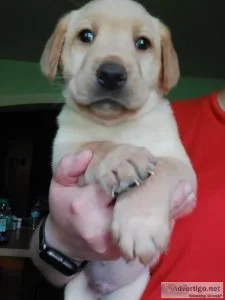 UKC Registered Labrador Retreiver