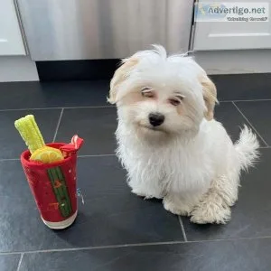 bhrt Maltese puppies