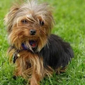 STANDARD SIZED TINY SUMMER YORKIE S ADOPTION