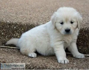 fyktg Golden Retriever puppies