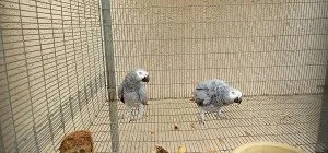 African Grey Congo Pair