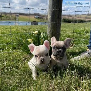 Quality Male and Female frenchie For Sale
