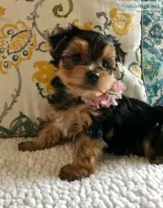 Yorkshier Terrier puppies