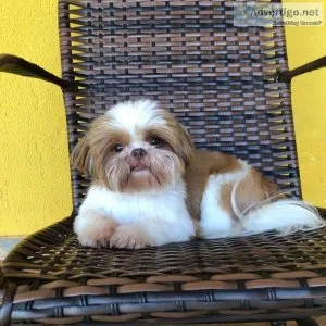 12 weeks old shih tzu Puppies available
