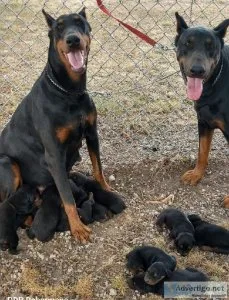 Registered doberman puppies
