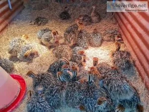 Ostrich Chick and Fertile Eggs