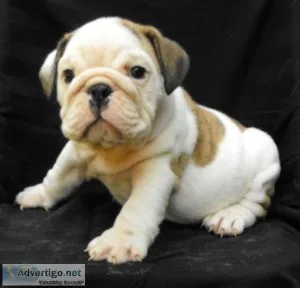 Available English Bulldog puppies