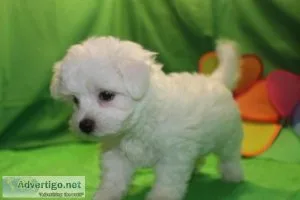 Adorable maltipoo puppies ready2 left
