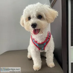 Blessed AKC reg. Maltipoo Puppies for sale.