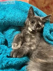 American long hair kitty