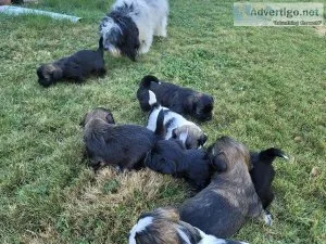 Puppies for sale