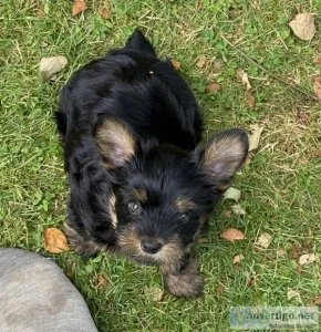 Yorkie
