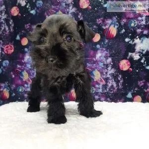 AKC mini schnauzers