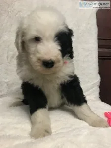 Sheepadoodle Puppies  Standard Poodle Puppies