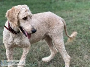 Male Apricot Goldendoodle