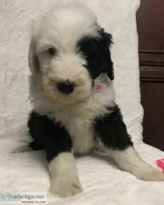 Sheepadoodle PuppiesStandard Poodle Puppies