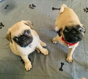 Well Trained Pug Puppies for Adoption