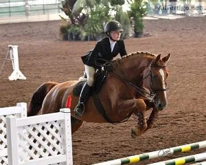 Hay is 4 Horses