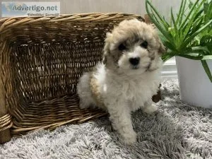 Teddy Bear Bichonpoo 2 Puppies Hypoallergenic Nonshedding