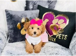 Mini Goldendoodle