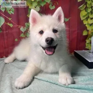 stunning White Pomsky Puppy