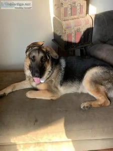 2 large German Shepard mix for adoption