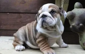 ADORABLE ENGLISH BULLDOGS Puppies