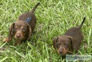 AKC chocolate and tan miniature dachshund