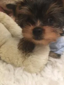 Yorkiepoo puppies are here