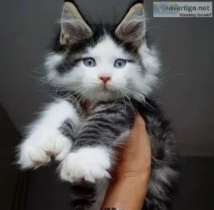 Male and female Maine Coon