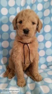 F1 b Golden Doodles