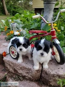 LHASA APSO SWEET FEMALE PUPPIES