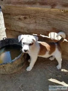 Border Collie puppies
