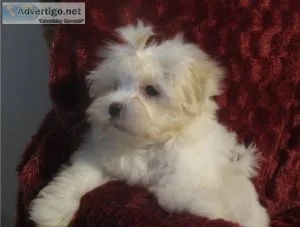 Charming Maltese Puppies Ready For Adoption