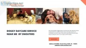 Best Doggy Daycare Service Near Me - Snouters