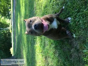 American Bully Pocket Female 13months old