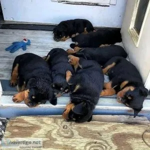 Special little Rottweiler puppies