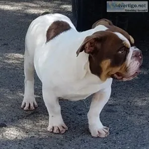akc english bulldog puppies