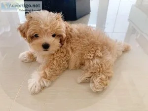 Cute and Adorable Maltipoo Puppies for sale