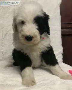Sheepadoodle PuppiesStandard Poodle Puppies