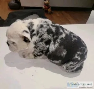English bulldog for sale