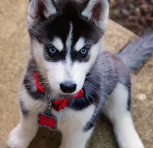 Husky puppy available now.