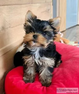Lovely Pretty Shih Tzu Puppies