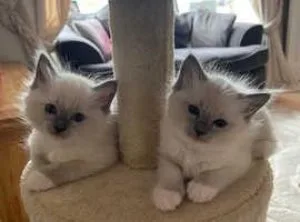 We have a super friendly little of ragdolls