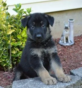 German Shepherd Dog puppies for sale